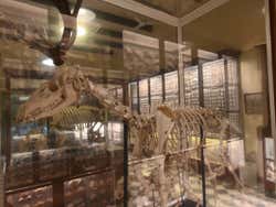 Esqueleto de ciervo prehistórico
